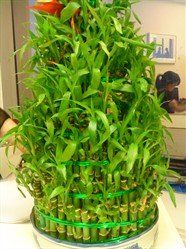 -香榭丽舍·海菲秀·皮肤管理痘敏肌修护