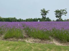-同里国家湿地公园