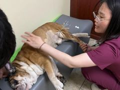 -美联众合动物医院·24h转诊中心