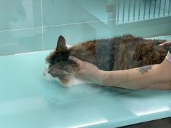 -猫宠乐园·专业洗护