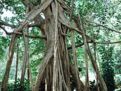 -中国科学院西双版纳热带植物园