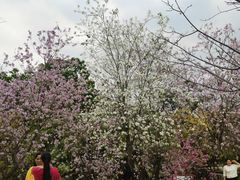 -中山市树木园