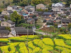 -桑洲油菜花景区