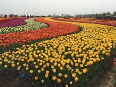 -荷兰花海