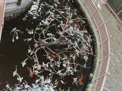 -南宫五洲植物乐园