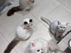 -怪兽屋·羊驼·猫咖·狗咖(俊华广场店)