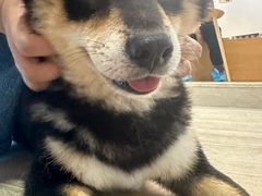 -南京Hallo宠物乐园·哈罗犬舍·柴犬繁育基地