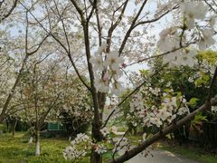 -高东镇樱花园
