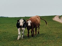 -塞罕坝国家级自然保护区