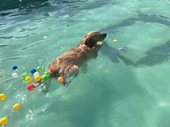 -趣玩宠物乐园寄养训犬训狗游泳池
