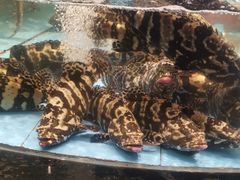 -渔傅·霞浦滩涂海鲜(建平店)