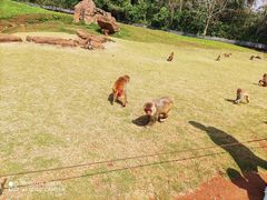 -海南热带野生动植物园