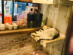 -猫咪博物馆(顶澳仔猫街店)
