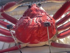 -蟹道乐(道顿堀本店)