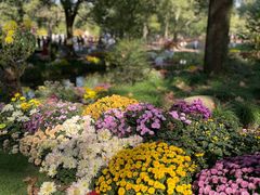 -上海共青森林公园