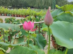 -莲花池公园