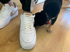 柴犬小屋·撸柴体验-柴犬小屋·柴餐厅·狗咖食堂(金鼎广场店)