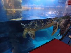 -烟台海昌鲸鲨海洋公园