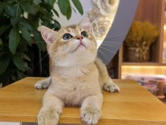 -山宅一喵德文卷毛猫舍