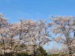 -上海滨江森林公园