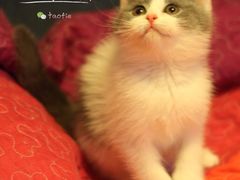 -Bastet sally猫舍购宠(静安店)