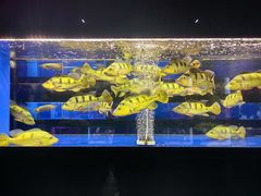 -中环花鸟鱼虫市场
