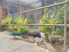 -新疆天山野生动物园