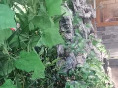 -津沽小院(天津之眼店)