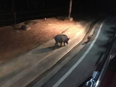 -清迈夜间动物园