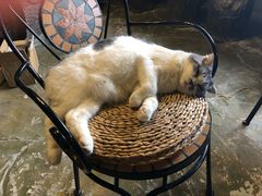 -猫猫幼稚园·撸猫·桌游·电玩