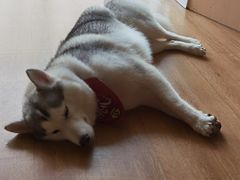 -Husky Go! 哈士奇体验馆·宠物咖啡厅狗咖