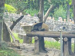 -都江堰中华大熊猫苑