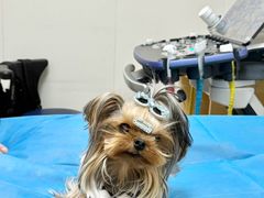 -美联众合动物医院·24h京西诊疗中心