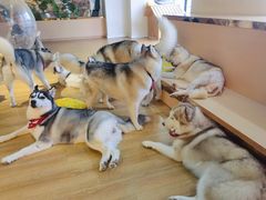 -Husky Go! 哈士奇体验馆·宠物咖啡厅狗咖