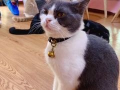-李小姐の猫咖啡馆(五角场店)