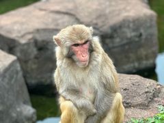 -海南热带野生动植物园