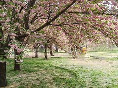 -莲花池公园