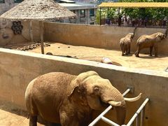 -西霞口神雕山野生动物世界
