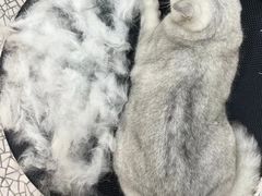 -momokira米努特·德文卷毛猫·棉花面纱犬