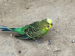 -南宫五洲植物乐园