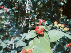 -中国科学院华南植物园