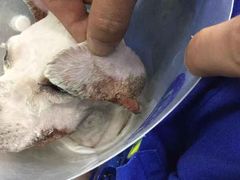 -康乐宝动物医院