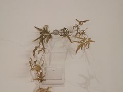 -素咫咖啡CLIFEROSE