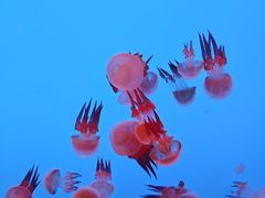 -上海海洋水族馆