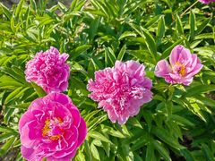 -扬州芍药园(仪征市)