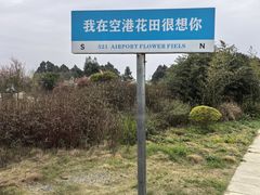 -空港花田景区