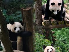 -红山森林动物园