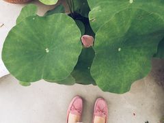 -龙大花卉苗木市场