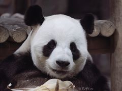 -栾川竹海野生动物园