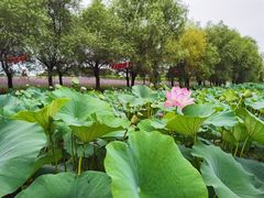 -北纬44度·金珠花海休闲农业旅游景区